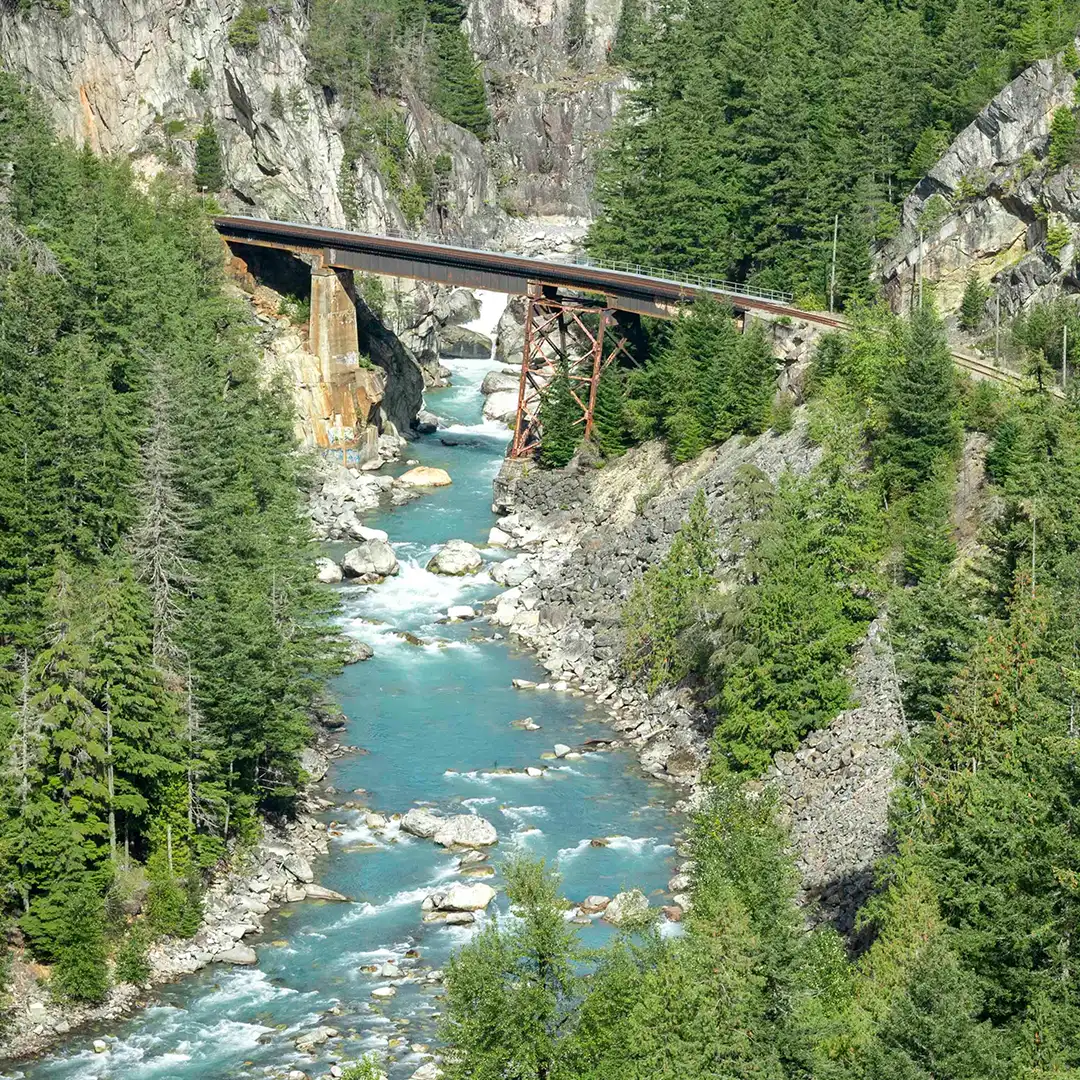 Squamish dense vegetation